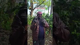 #Paderu Coffee Tree's Spot ✨🍀🌿 || Paderu || Travelwithravikoda || Chirala forever
