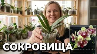 Я в ШОКЕ! СОКРОВИЩА #орхидеи в моей коллекции? Адаптация орхидей 2,5 и 1,7 в ИЮЛЕ!