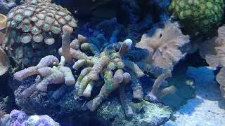 Snake Polyp