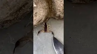 Scorpion&rsquo;s Tail Cut Off to Protect Kids at a Birthday Party!