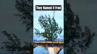 Fred the Tree: Henry Flagler's Overseas Highway and Old Seven Mile Bridge #historicaltidbits
