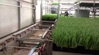 Video lift bij A&P Flowers Andijk