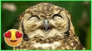 25 Smiling Animals That Will Instantly Make You Smile