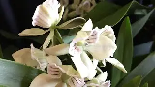 2022 Orchid Show the Colors of Hilo Hawai'i