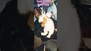 Cute Puppy 🐶  Baby Dog 🐕 #cutepuppy #babydog #crossbreed