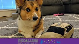 Dog Training Using Recallers Games Is Transformational!