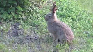 rabbit 2022 May 30 21:14