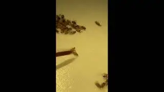 5  Male vs Female fruit fly