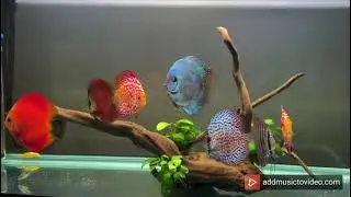Acuario de discos #discus #pezdisco #wilddiscus #discusfish #pecesdisco #redturquesa #sympysodom