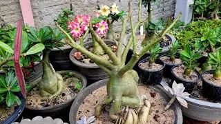 Rosa do deserto caiu as folhas,  o que pode ser e como resolver ?