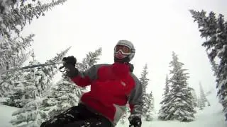 skiing into a tree