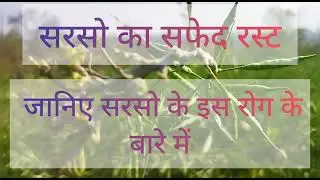 Mustard White Rust सरसों का सफेद रस्ट रोग