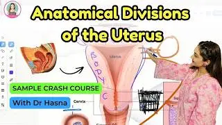 Uterus Parts & Relations made SIMPLE | Gross anatomy Female Reproductive System