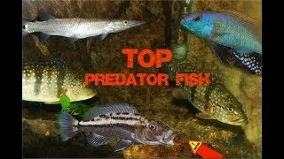 Apex Predators In My Aquarium| My Top Predator Fish