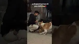#dog #dogrescue #straydogs #doglovers #donate #help #explore #explorepage #fyp
