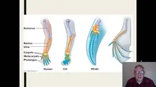 Zoology Lecture 16c   Evidence for Evolution