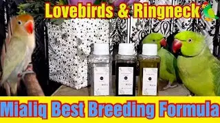 Best Breeding Formula for lovebirds || Mialiq breeding Formula #breedingseason #informationvideos