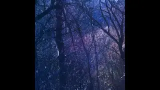 Forest Whispers: Tranquil Ambient Music and Nature-inspired Art