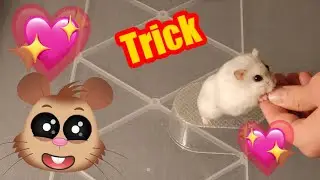 Hamster Tricks #68