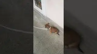 French bulldog x jack Russell DOTTIE'S first time outside.