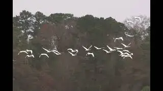 Tundra Swans takeoff and landings