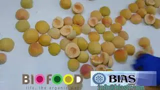 Turkish IQF Frozen Apricot bebeco variety  2021 crop production