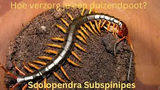 Hoe verzorg je een Duizendpoot? Scolopendra Subspinipes