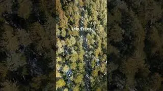 Ushu Forest Drone View #kalamvalley #travel #tourism