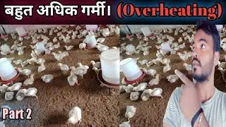 (part2)बहुत अधिक गर्मी।( overheating)#poultrymkph #broilerpoultryfarm।🐔🐔🙏🙏1k subscribe please।।