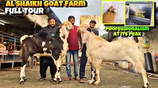 AL SHAIKH Goat Farm Full COMPLETE Tour| Weight Result in Monsoon| Professionalism at its PEAK