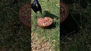 Common grackle #birds #bird #nature #ohio #ohiobirds #usa #commongrackle