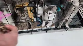 Котенок милашка 😻
