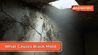 What Causes Black Mold
