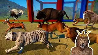 Carnivore VS Herbivore Wild Animals Race in Planet Zoo included Lion, Tiger, Cheetah, Ostrich, Horse