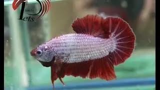 PJUL 2217