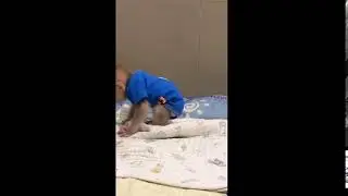 Mmonkey bobo so cute sleep and smart monkey