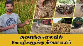 கோழிகளுக்கு தேவையான சத்தான தீவனம் குறைந்த செலவில் உற்பத்தி