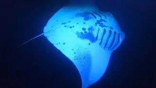 Big Island Hawaii exploring, swimming with manta rays