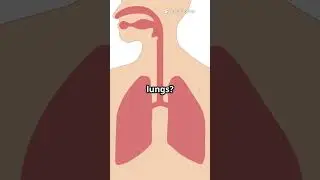 the most important organ in the human body? 🤔