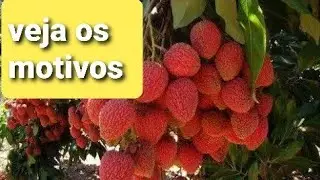 Como fazer a poda da lichia, e os v&aacute;rios  motivos e benef&iacute;cio do manejo para a planta .