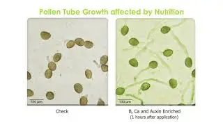 Importance of Late Season Nutrition