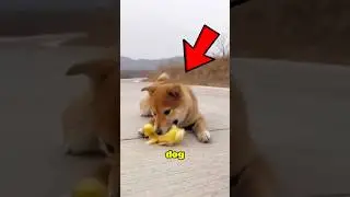 This Dog Saves Baby Ducklings🥺❤ #shorts