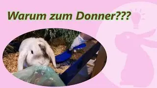 Kaninchenstall sauber machen - clean with me 😬