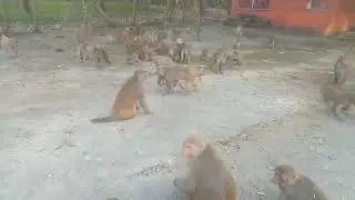 Super Funny Baby Monkey Kudo Kiki Monkey - Adorable Primate Antics | Monkey Kingdom
