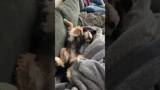 Cavapoo Puppy Loki's Power Nap