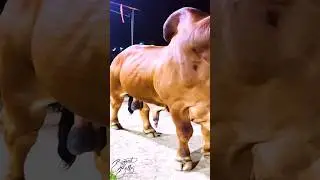 This father-son duo of American Brahman bulls