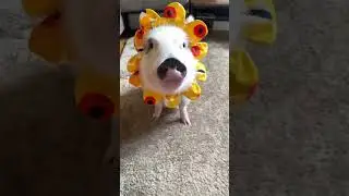 #cutepiggy #piggylove #pigsy #pig #cutepiglets #animals #piggyfans #funny #cute #pets