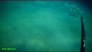 Garrick (Lichia amia) spearfishing tutorial double up CRYSTAL VIZ