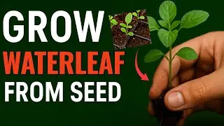 Home Grow: How I Propagate WATERLEAF from SEEDS in UK | HOME GARDENING.