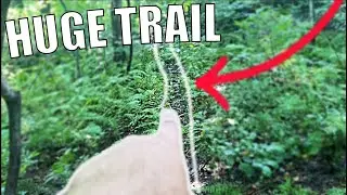 HUGE Deer Activity in an UNTOUCHED AREA!!!! (Huge Deer Trail)
